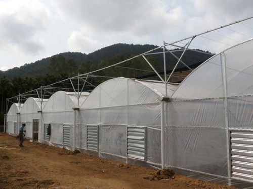 連棟薄膜溫室